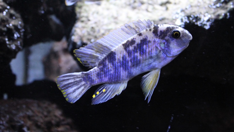 Labeotropheus fuelleborni 'Maleri Island'